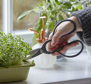 Learn how to grow your own microgreens with Dobbies