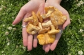 Foraging Course with Wild Food UK - South Downs