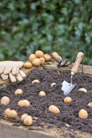 Dobbies&rsquo; Grow How session - Grow your own potatoes