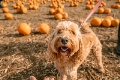 Celebrate Halloween Family Fun at  Cotswold Farm Park This October