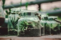 Make Your Own Terrarium