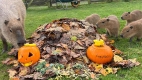 October Half Term and Halloween at Woburn Safari Park!