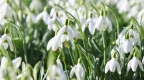 Snowdrop Day