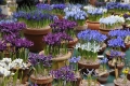 Early Spring Show featuring  Iris and Alpine Societies