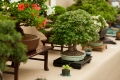 Bonsai Show