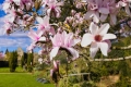 Blossom at Nymans II